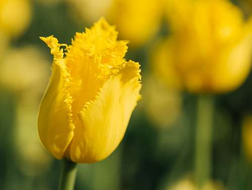 headline Yellow Flower