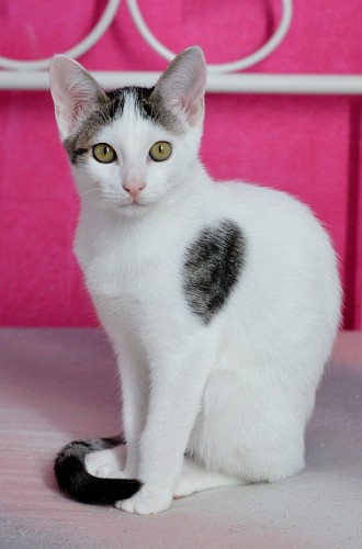 Tender cat posing for photography