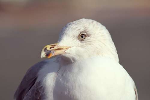 alexa seagull