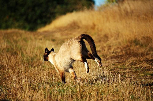 Cat running on the meadow