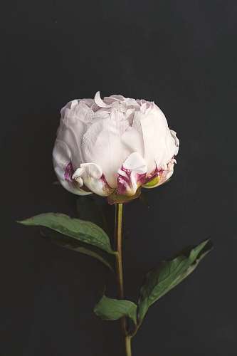 imitation artificial rose
