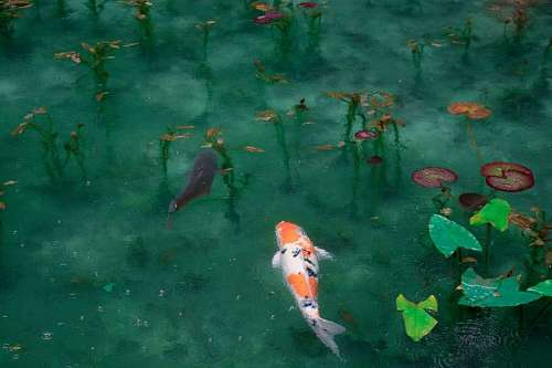 sagano Koi fish