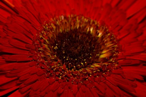 gerbera-flower Close up Red Gerbera Background
