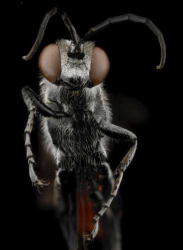 eastern macro shot of the front of an ant with a black background