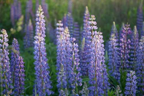 Lavender plants in the field