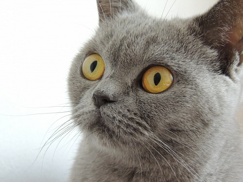 Close-up of feline concentrate