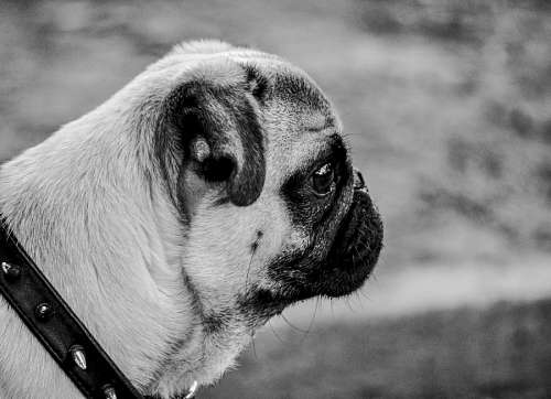 pug Pug Carlino Side View