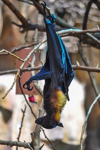 nocturnal-glow Bat resting