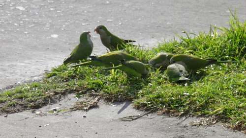 parrot Medium group of animals, parrot, parrots, green, b