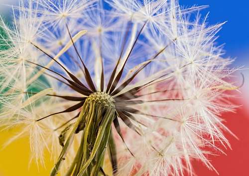 dandelion Dandelion