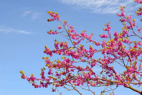 Cherry tree blooming in spring