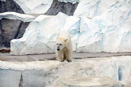 tokyo Polar bear in Tokyo.