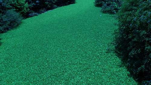 Algae, texture, Textures, Green, Marino 