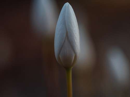 headline Flower