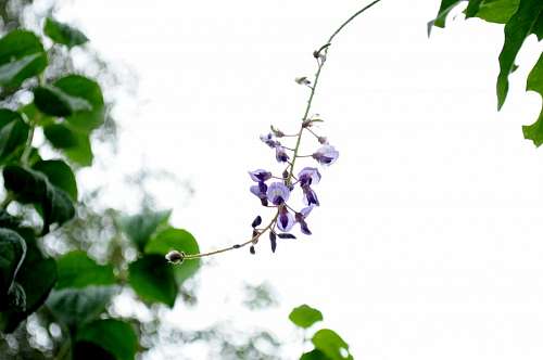 leaf, flower, flowers, nature, purple, front view,