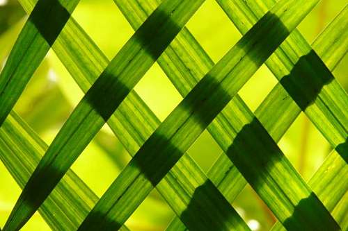 tissue Set of shades of green leaves