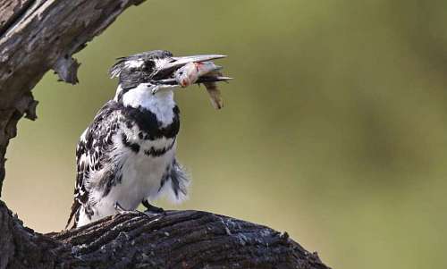 Ceryle rudis fisher bird with its prey