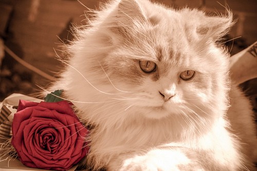 Romantic cat together with a rose for wallpaper