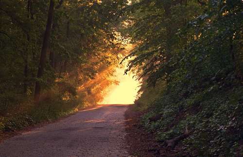 Street in the forest at sunset with sun reflection