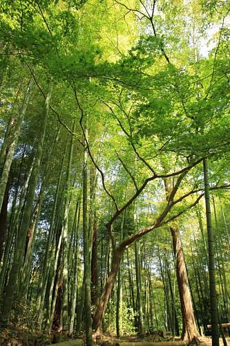 bamboo Bamboo Forest