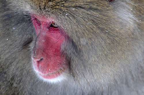 Japan Macaco