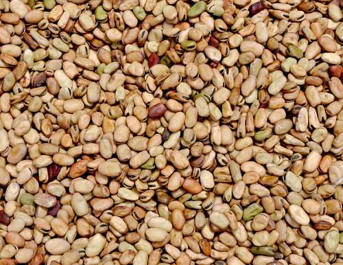 poroto Beans