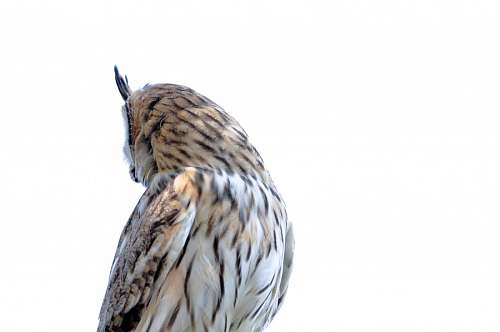 owl Owl back