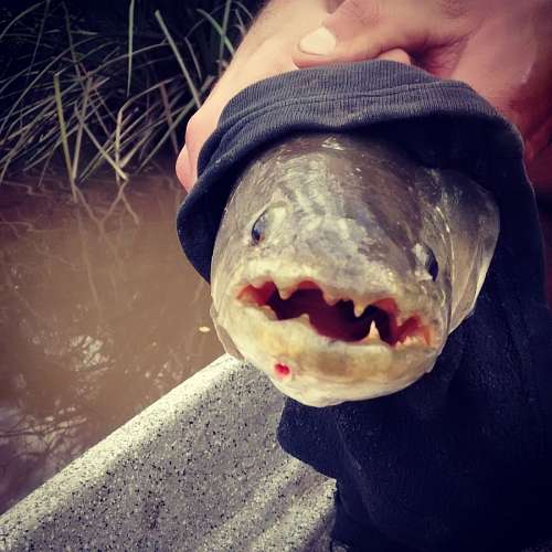 teeth Tararira
