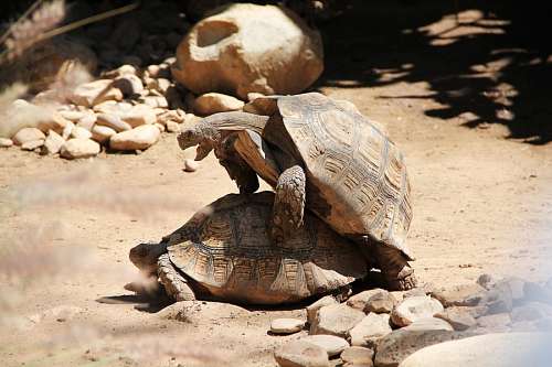 sex-symbol Turtles