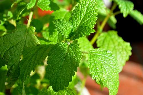 aromatic-coffee Mint