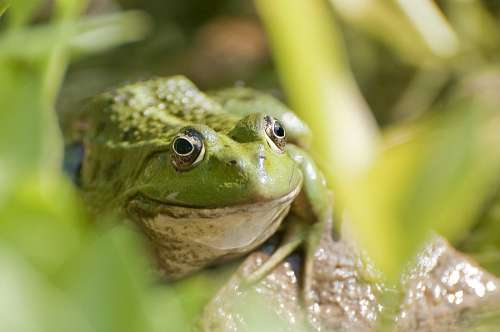 toad Toad