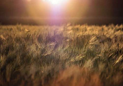Grass at sunset