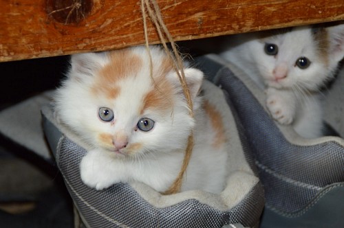 Tiny kittens inside the shoes