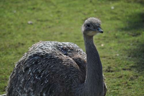 height Ostrich