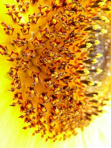 Tubular flowers 