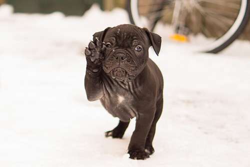 wrinkled Cute puppy