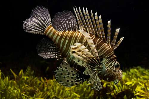 lionfish Lionfish