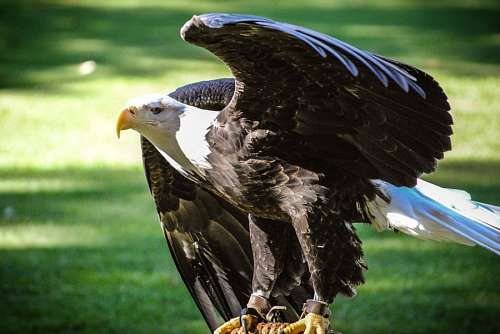 eagle American eagle whole body