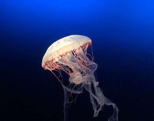 jellyfish Jelly fish