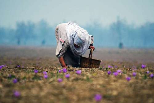 picking-harvesting close-up of a woman picking flowers