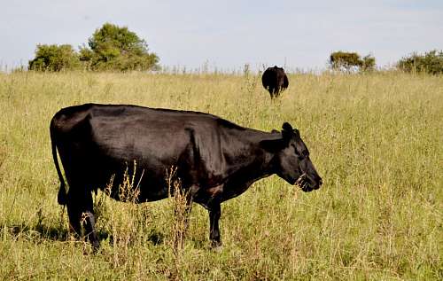 aberdeen-angus-cattle Black Aberdeen angus Calf