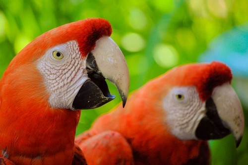 Pair of Profile Macaws