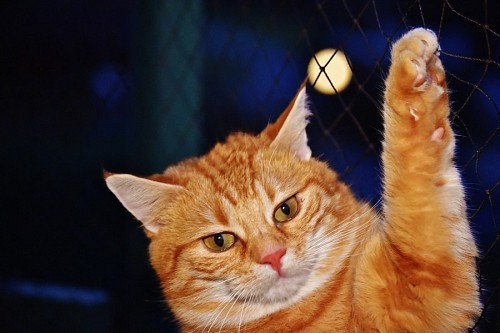 Kitten with an angry face hung from the fence in the moonlight