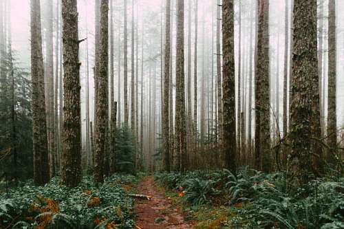 view of the interior of a forest