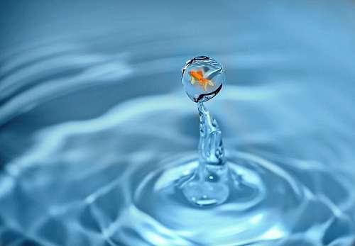 fish inside water drop