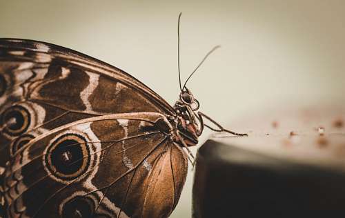 sepia butterfly