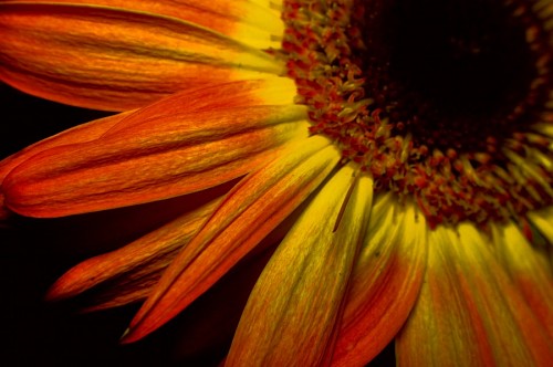 gerbera-flower Part of Yellow Gerbera Macro