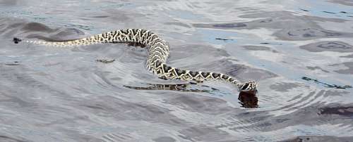 eastern River snake