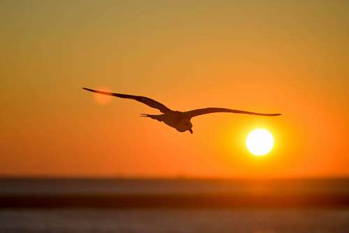 seagull at sunset