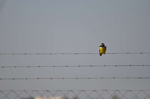 Bird, posing, barbed wire, fence 